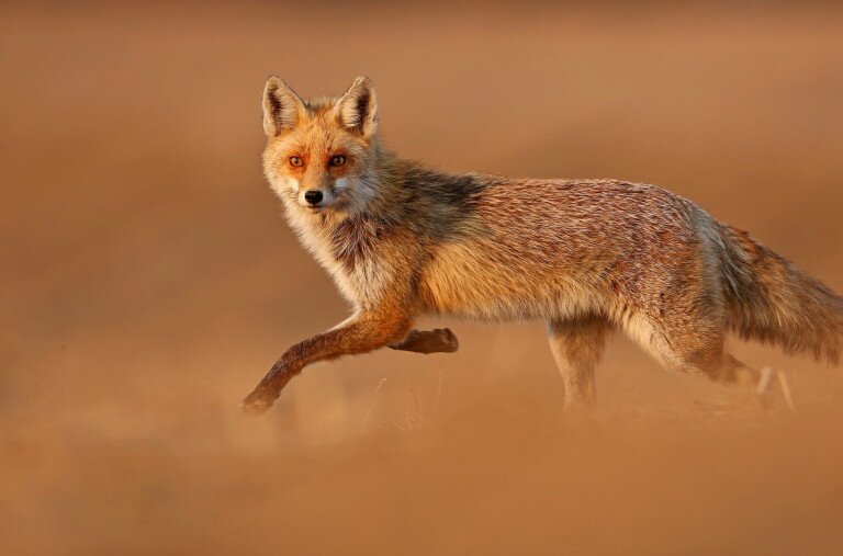 Festői képek hazai természetfotósoktól