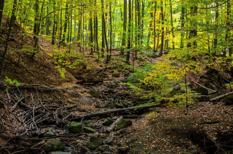 Mitől illatozik az őszi erdő?
