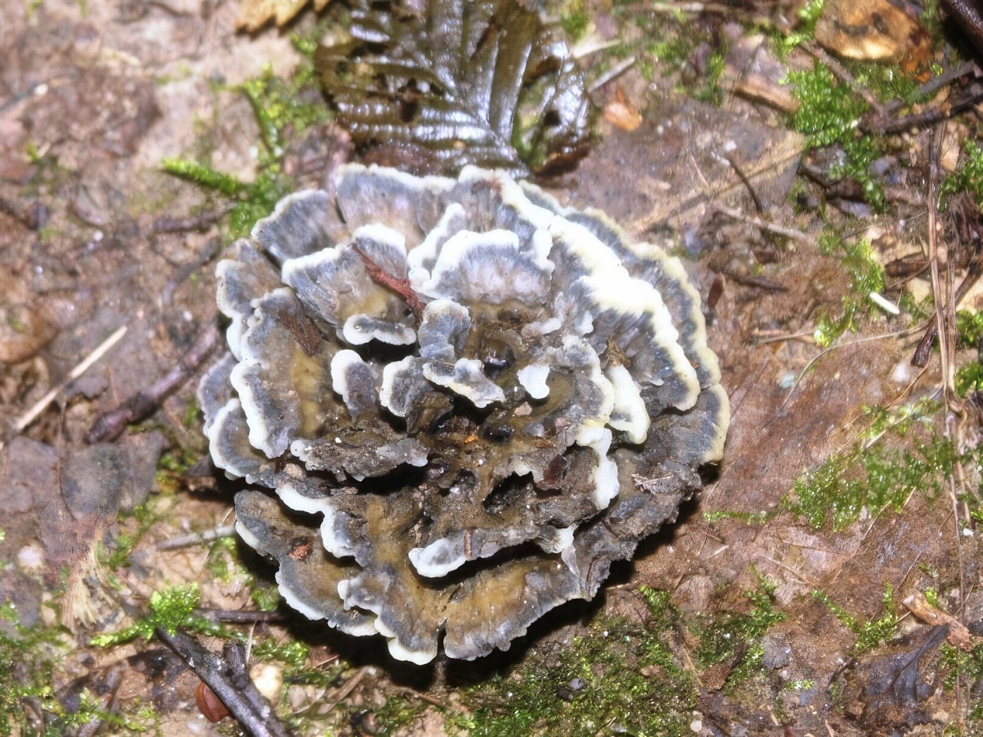 Különleges gomba, amit eddig csak egyszer dokumentáltak hazánkban