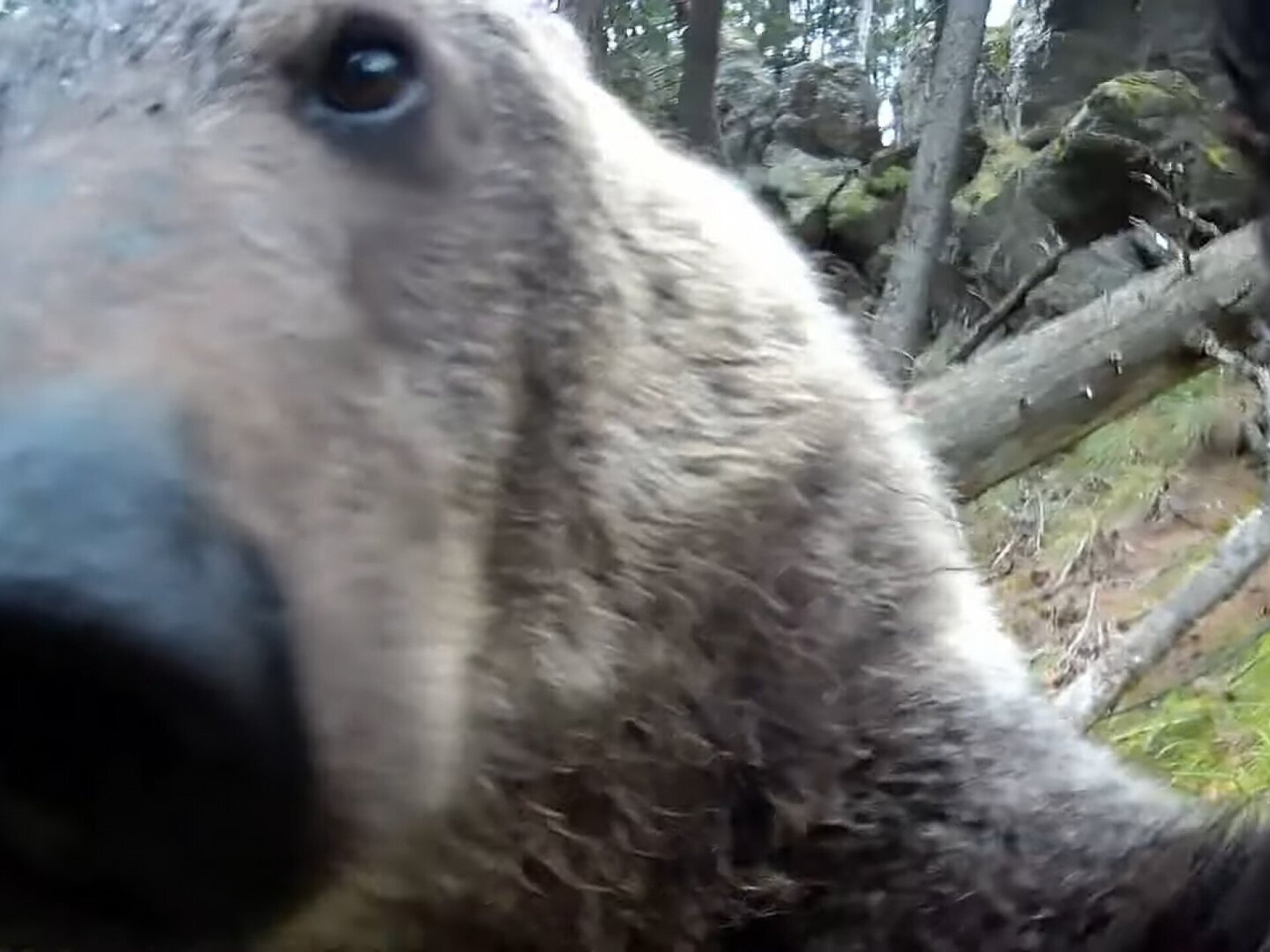 Így játszik egy fiatal medve a vadkamerával