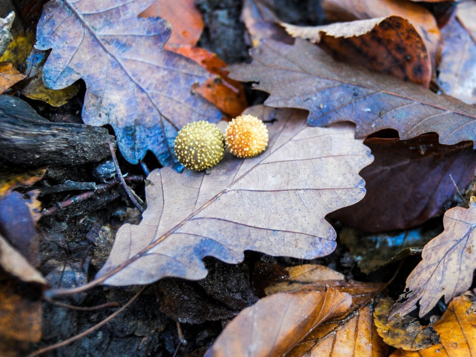 A gubacsok titokzatos világa