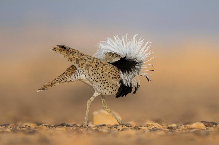 Ezek lettek 2025 legjobb madárfotói