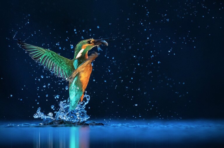 A természet különleges pillanatai - Galéra