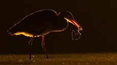 Ezek az év legjobb természetfotói