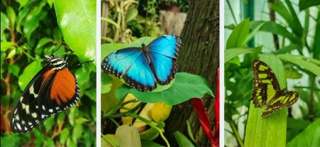 Színpompás trópusi pillangók röpködnek Szegeden
