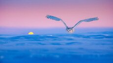 Szuper madárfotókat díjaztak