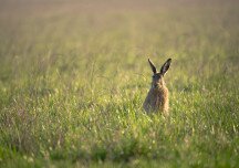 Új vírust találtak a mezei nyulaknál Magyarországon