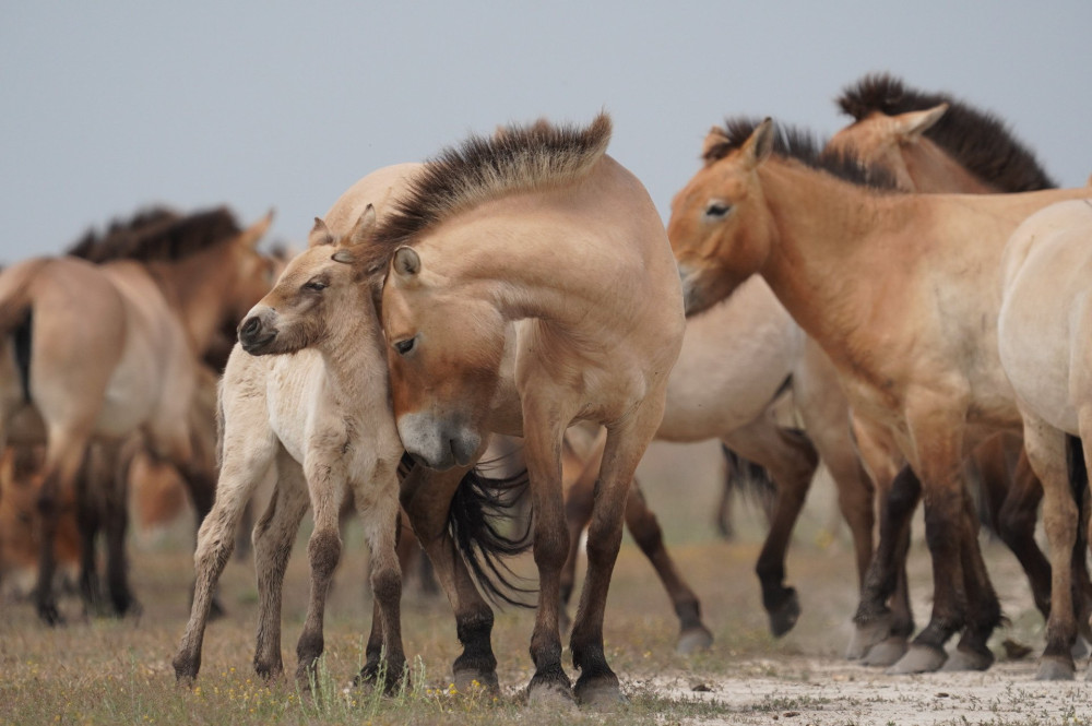 019 02 Przewalski horse foal with her mother. Attila Szilágyi