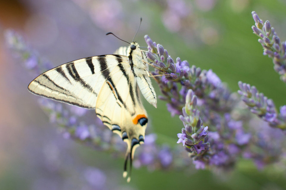 01 kardoslepke - Iphiclides podalirius