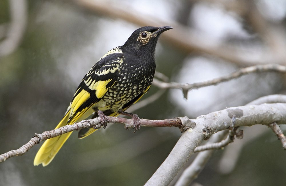 01 Regent-Honeyeater FOTO ebird.org