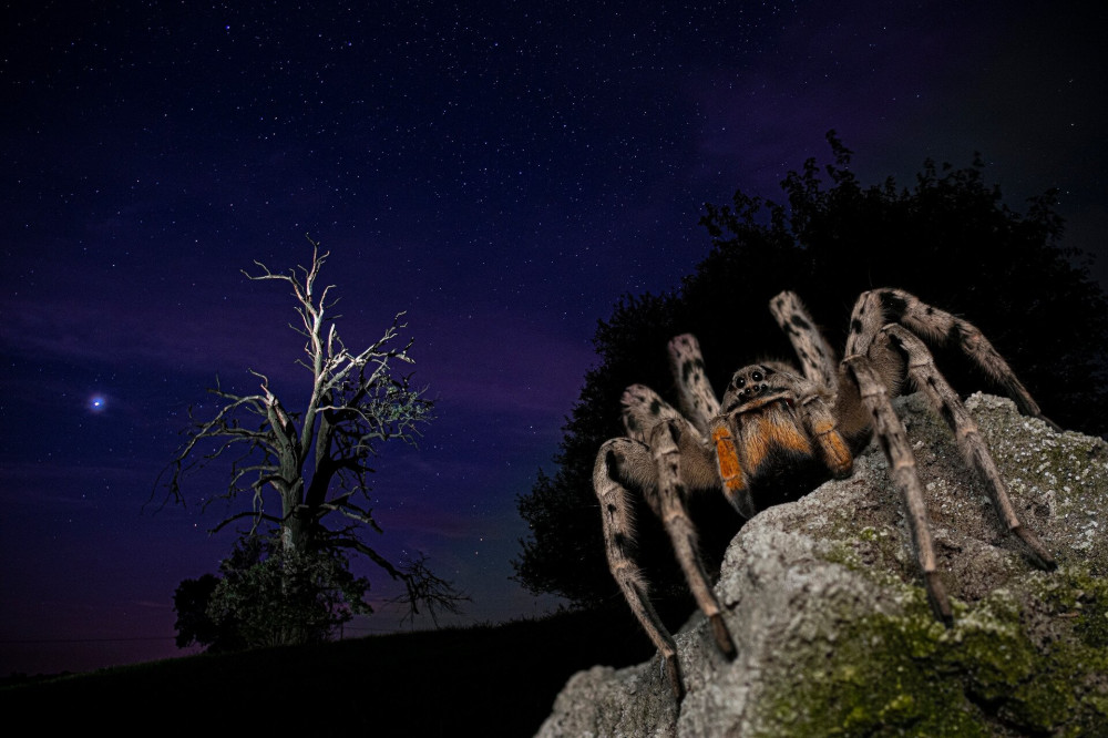 01 szucs-boldizsar_ungoliant-valinorban_duna-drava-nemzeti-park_A_3 (1)