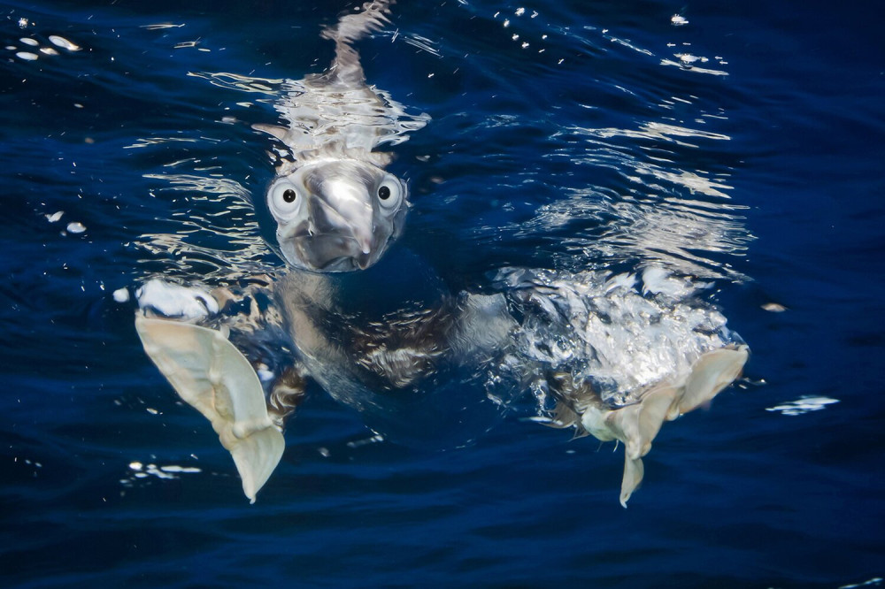 01 v highly Michael Gallagher - UNDERWATER BOOBY