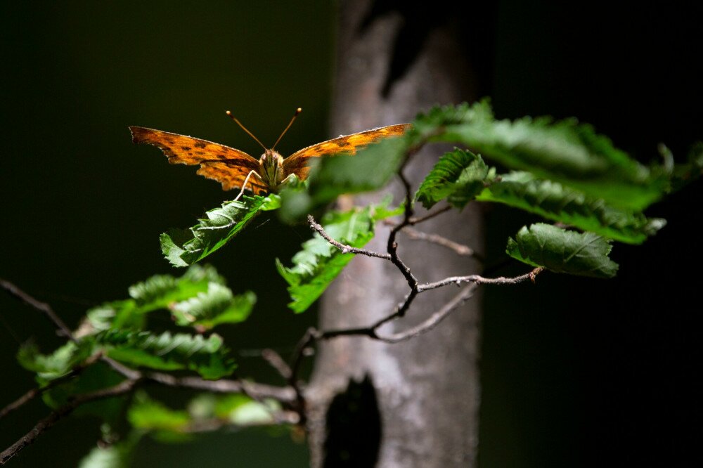 02  33_MG_7710 C-betus lepke bazaltutca