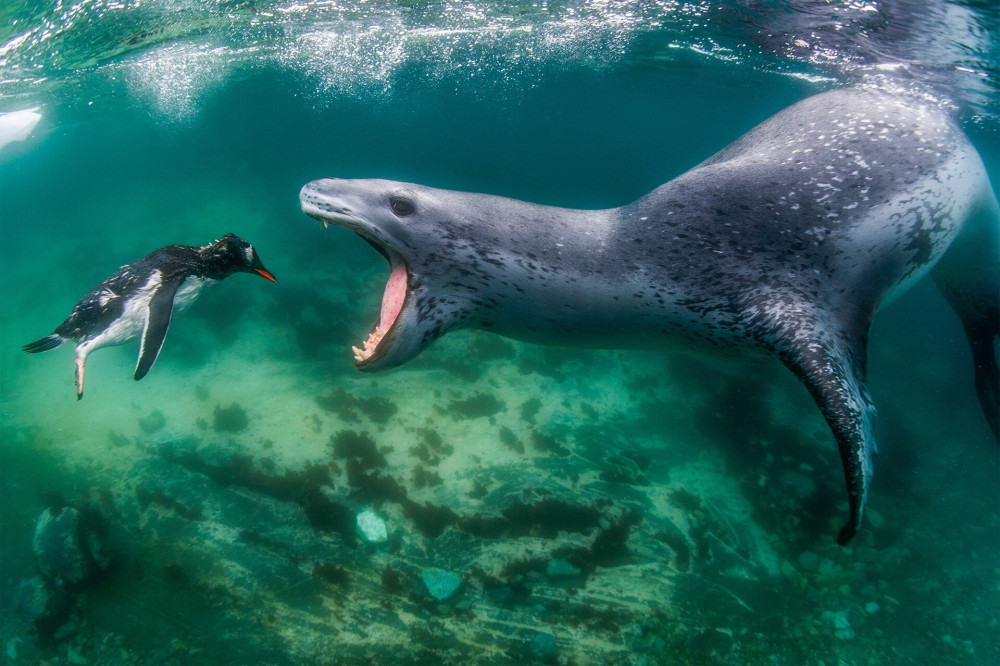 02 GOLD © Amos Nachoum_Leopard seal_Facing reality