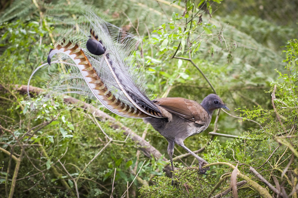 02 Superb_lyrbird_in_scrub FOTO Wikipedia