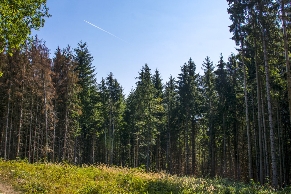 03-05 Lucfenyves a Bajdázói-tó közelében FOTO dr. Szentes Szilárd