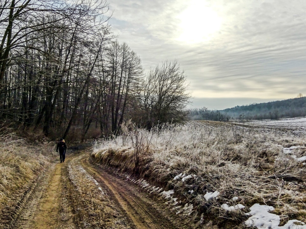 03b Gödöllő - Margita hegyoldal FOTO Lánczi Péter