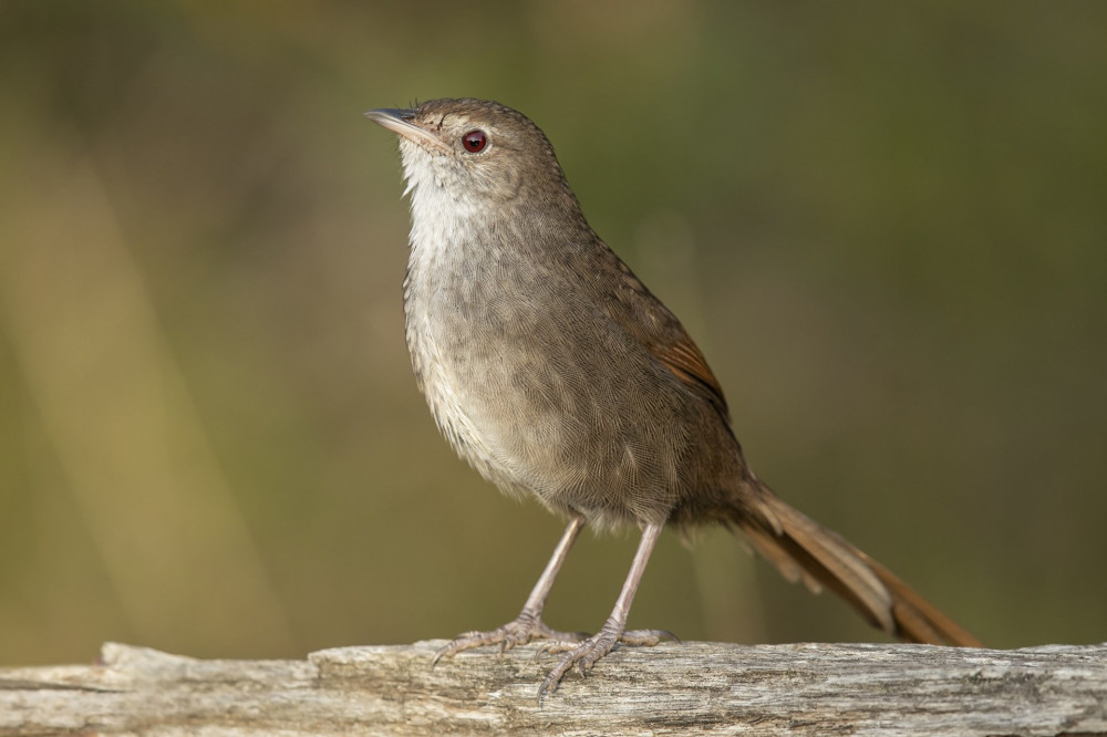 03 Eastern_Bristlebird_-_Penrith FOTO JJ Harrison Wikipedia