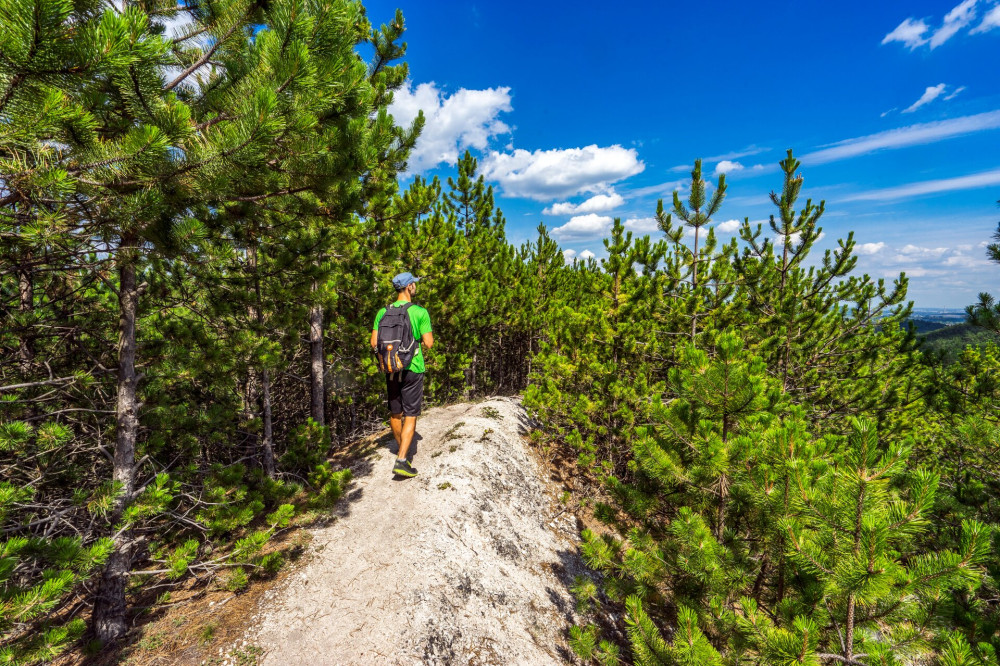 03 Kibukkanó dolomitborda a feketefenyvesben DA