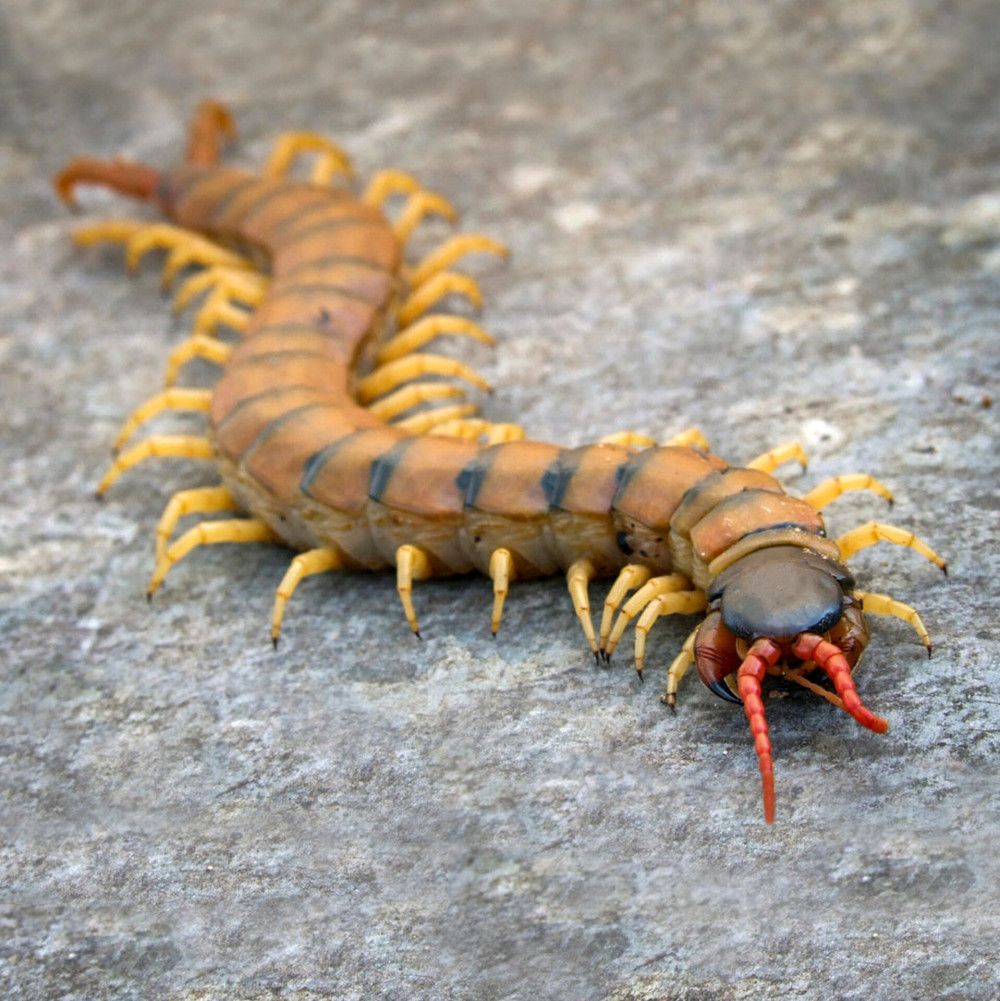 05 Oves szkolopendra KIEGESZITVE 03  FOTO Wikipedia Eran Finkle.