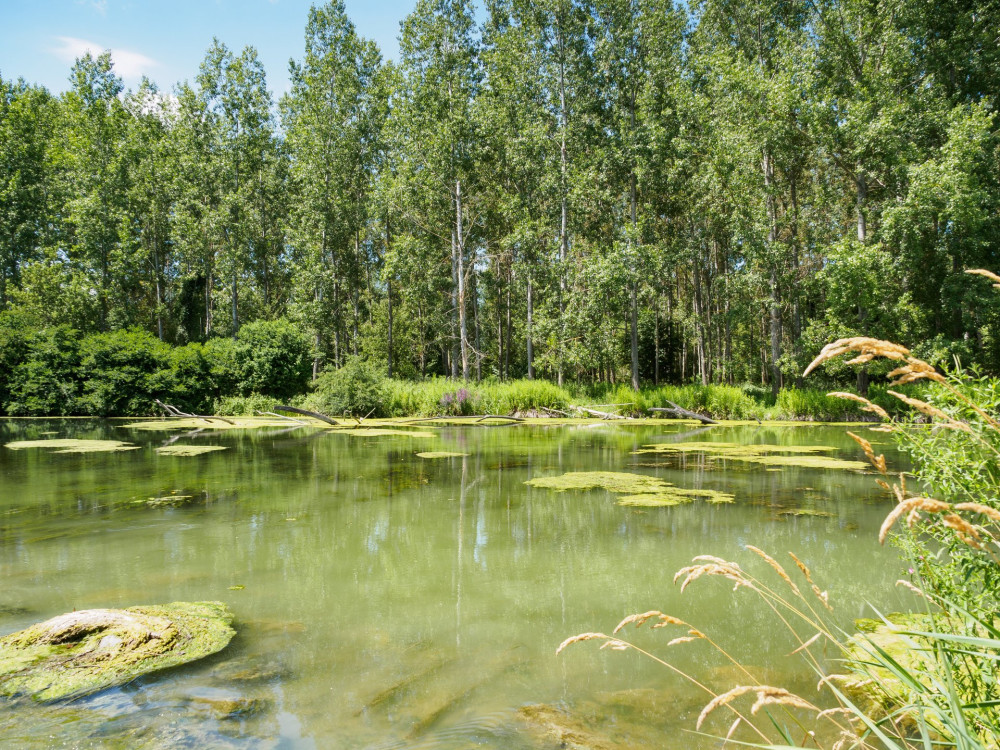 06 Jövevények alga AdobeStock_115841442