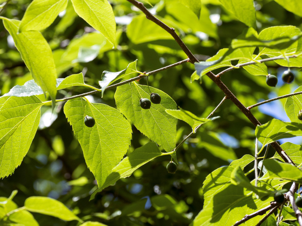 06 nyugati ostorfa es termeseAdobeStock_392952851