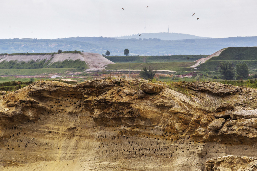 06-vorosiszap-gat-talajdepo-fecskefeszkek-foto-gulyas-attila.jpg