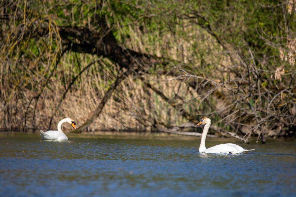 07 010_MG_2634-Bodaki-ag