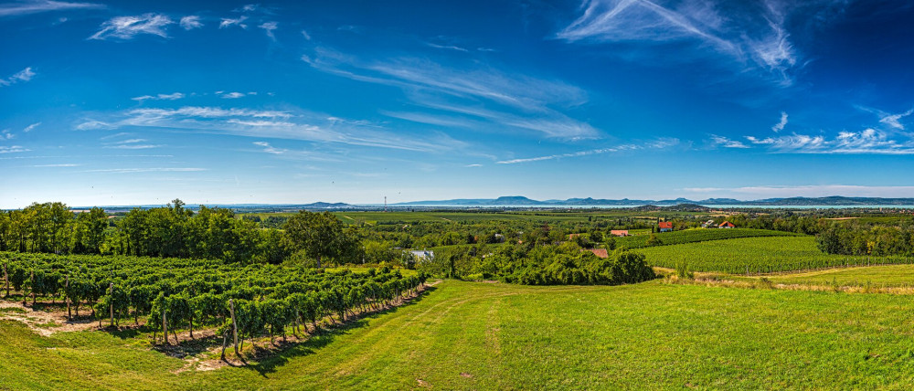 07 Balatonlelle szőlők, panoráma FOTO AdobeStock_3817505b71