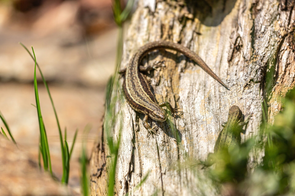 08 elevenszülő gyík AdobeStock_503574369