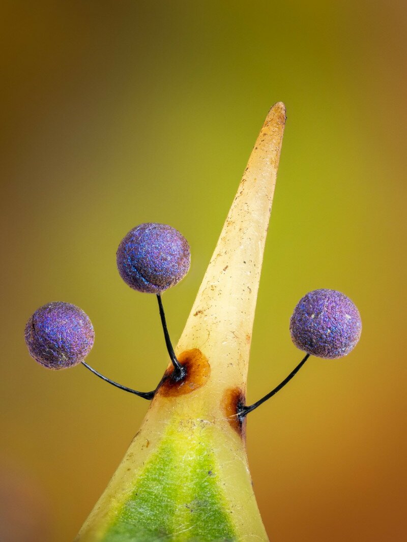 09 ©-Barry Webb-Lamproderma on Holly Spike-CUPOTY 6