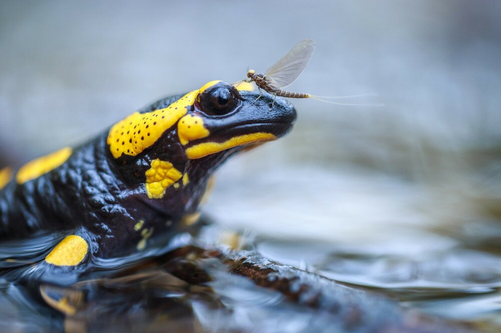 10 IMG_0015-2 Salamandra salamandra Solymár_s