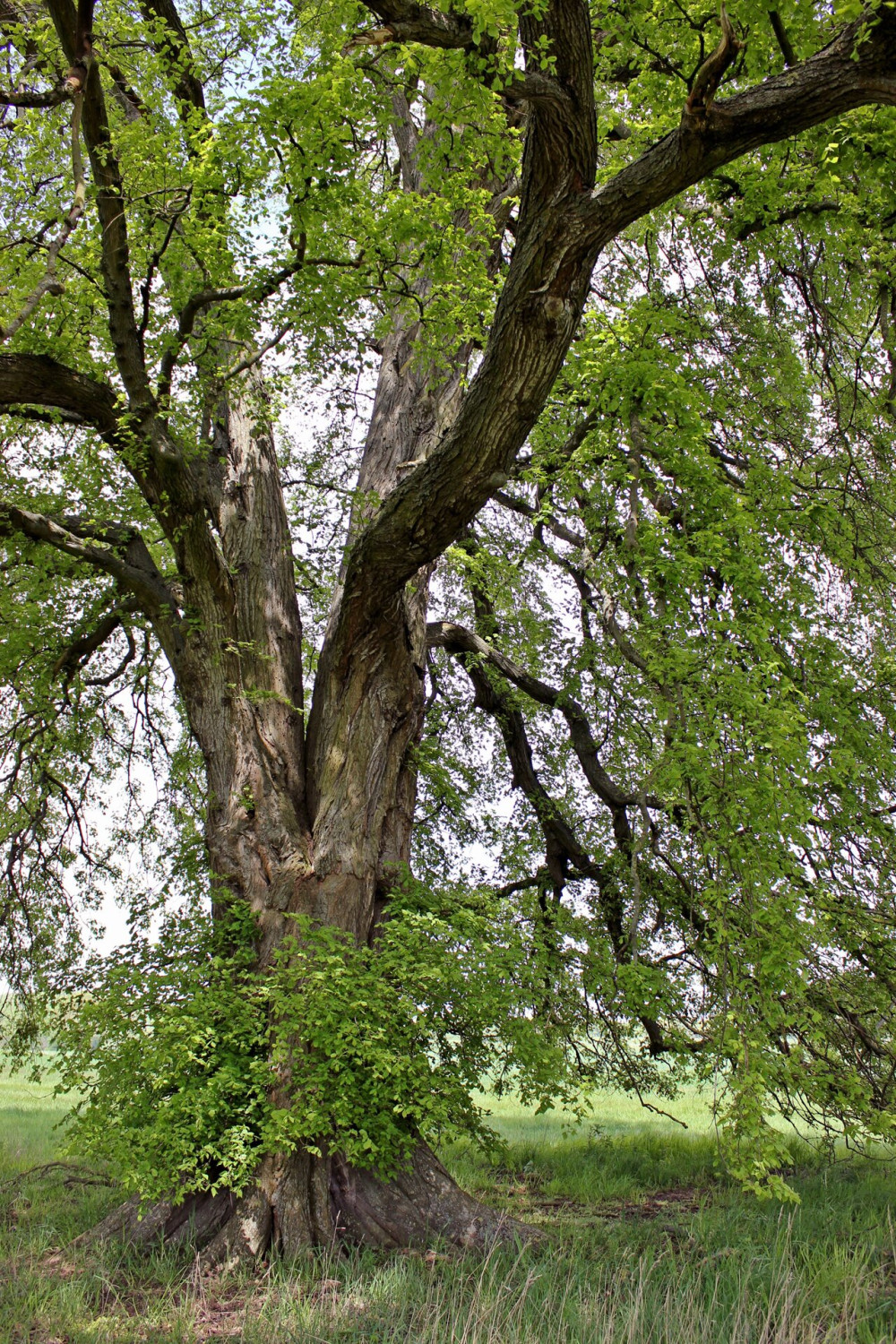 120 Jahre alte Flatterulme (Ulmus laevis) in Nordhessen