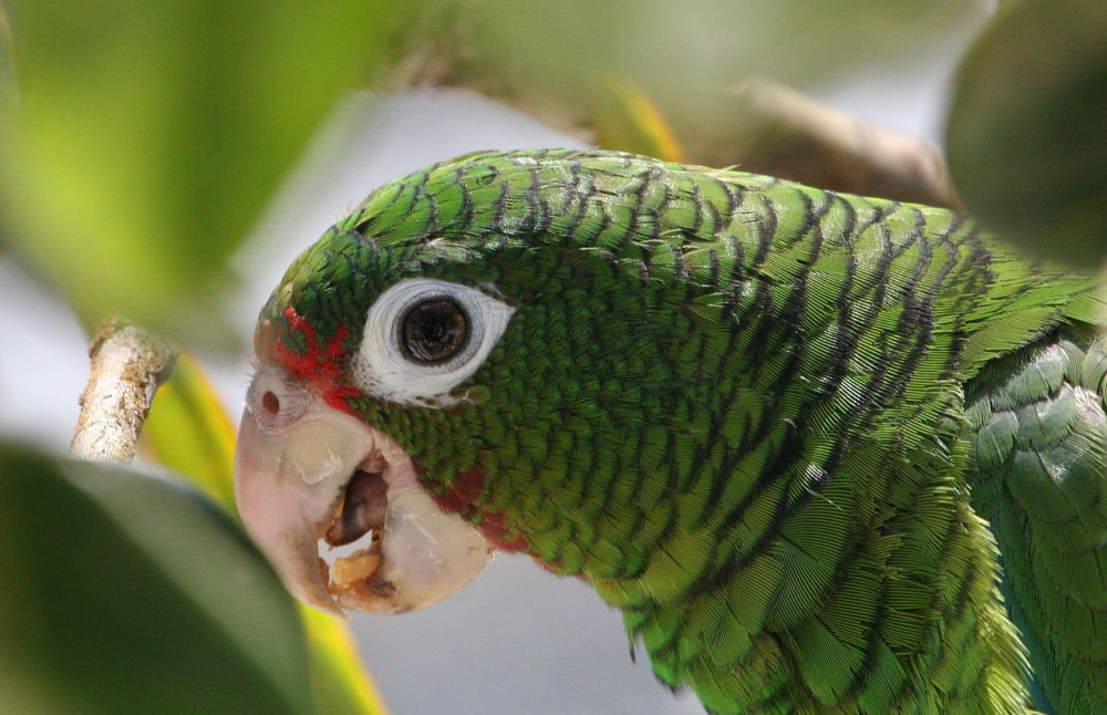 1280px-Amazona_vittata_-Iguaca_Aviary,_Puerto_Rica-8a_(2)