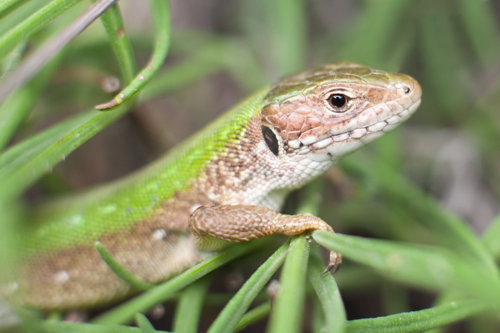 12 zöld gyík - Lacerta viridis