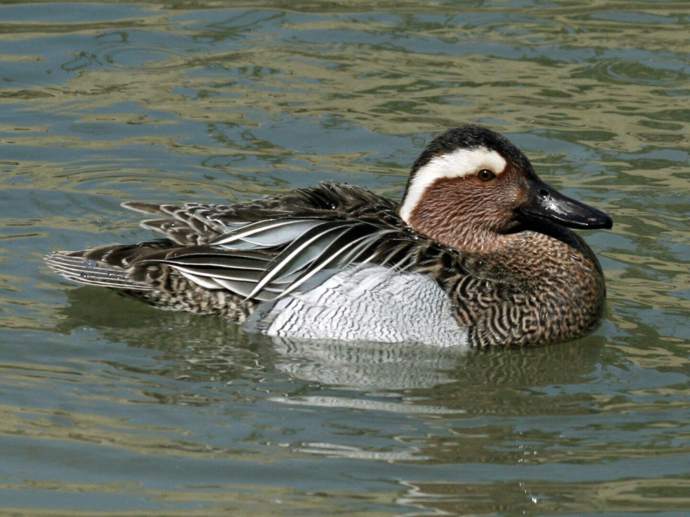 1440px-Garganey_(Anas_querquedula)_RWD3