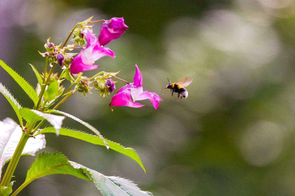 15 bíbor nebáncsvirág AdobeStock_448137708