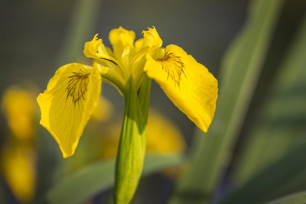 19 Sarga noszirom FOTO Adobe Stock