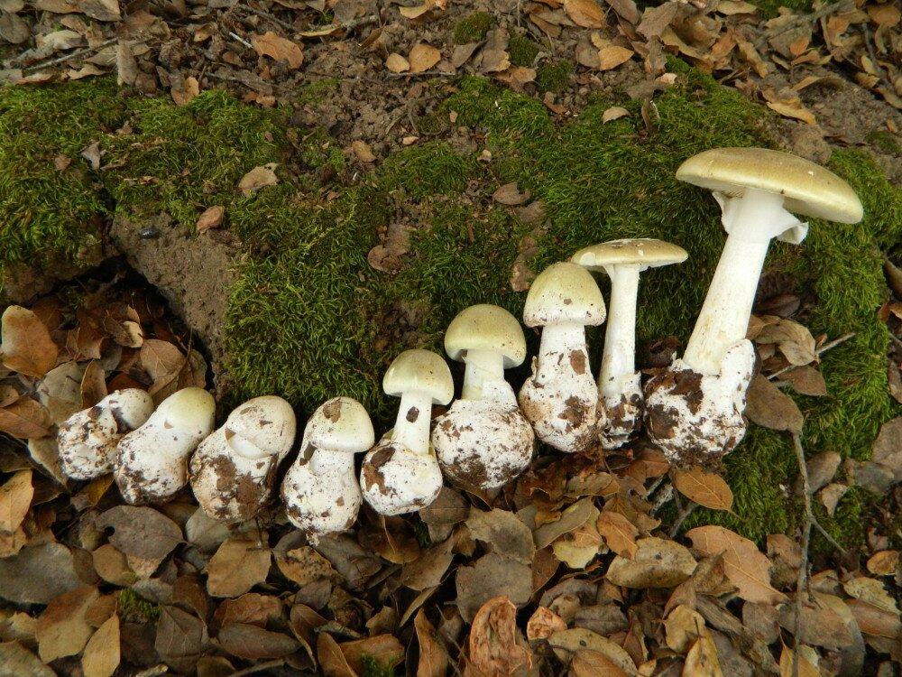 2011-10-26_Amanita_phalloides_(Fr.)_Link_177883