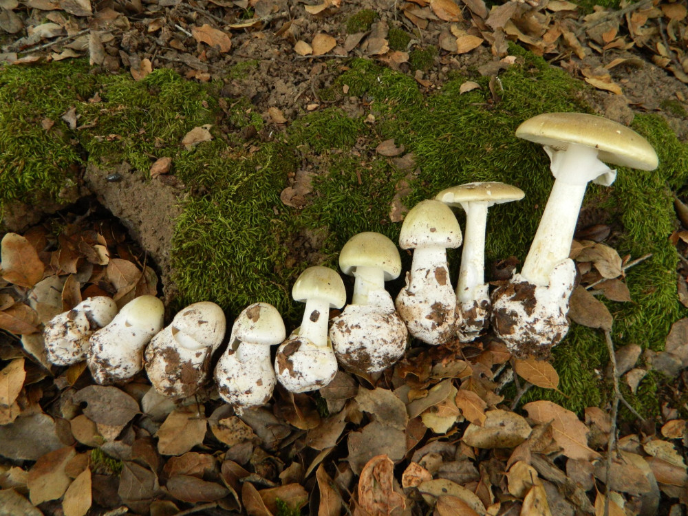 2011-10-26_Amanita_phalloides_(Fr.)_Link_177883