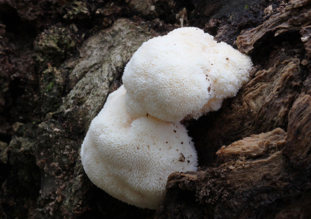 2012-10-03_Hericium_erinaceus_(Bull.)_Pers_268392