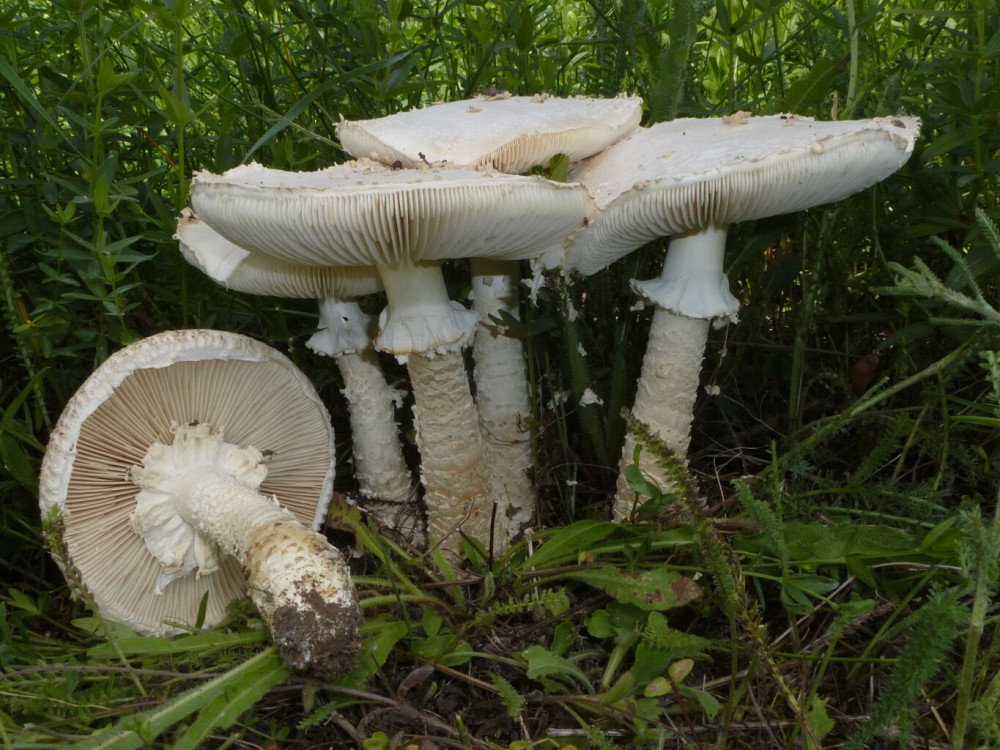 2024-1-ozlabgaloca-amanita-vittadinii