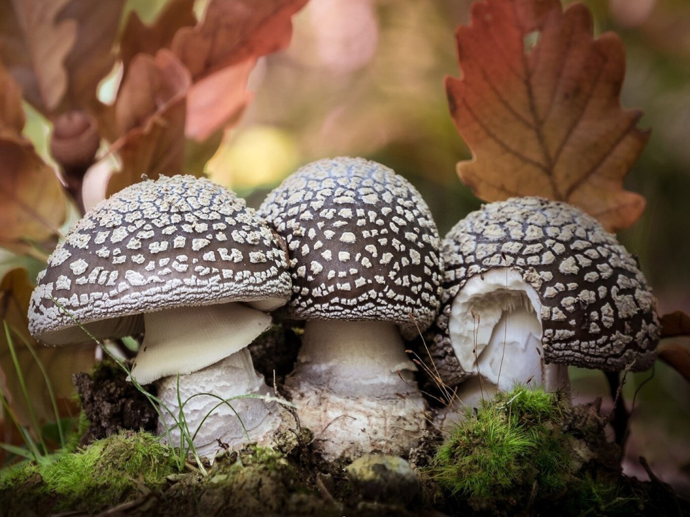 2024-2-szurke-galoca-amanita-vittadinii