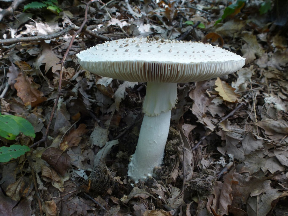 2024-3-tuskes-galoca-amanita-echinocephala