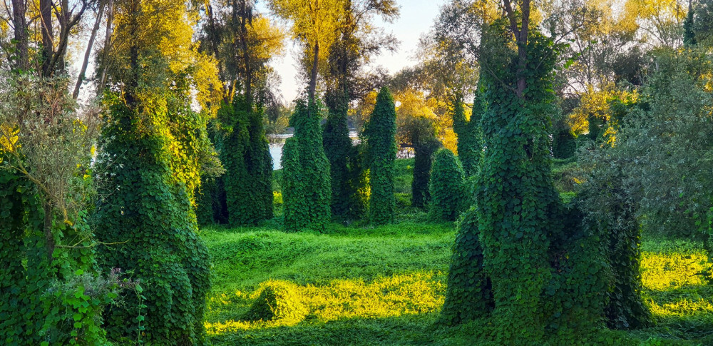 23-24 Kudzu AdobeStock_365819145