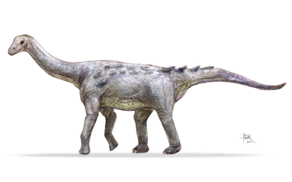 2_Magyarosaurus_dacus_Pecsics_Tibor