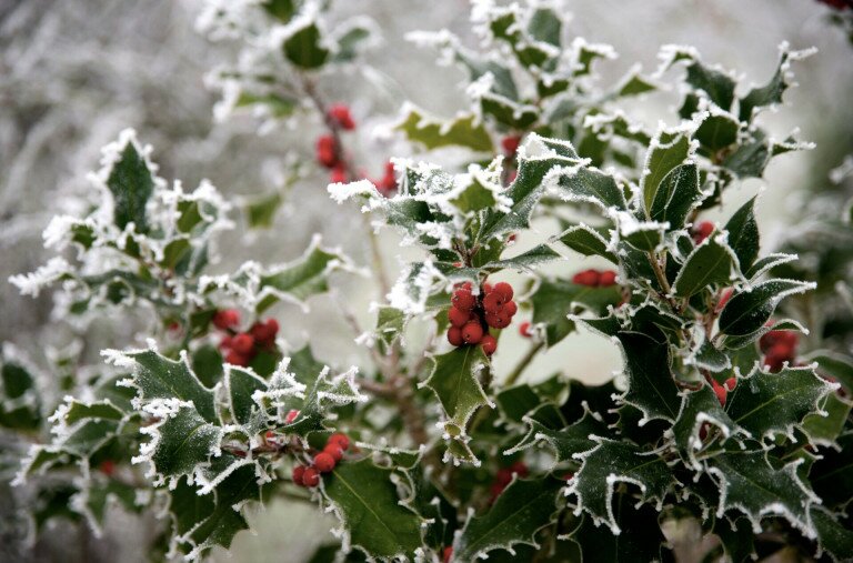 Télkedvelő növények – Adventi örökzöldek