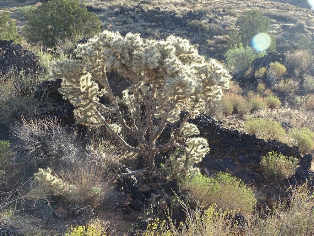 5_Cholla_kaktusz