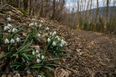 5 hóvirágnéző túra a tavasz első napjaira