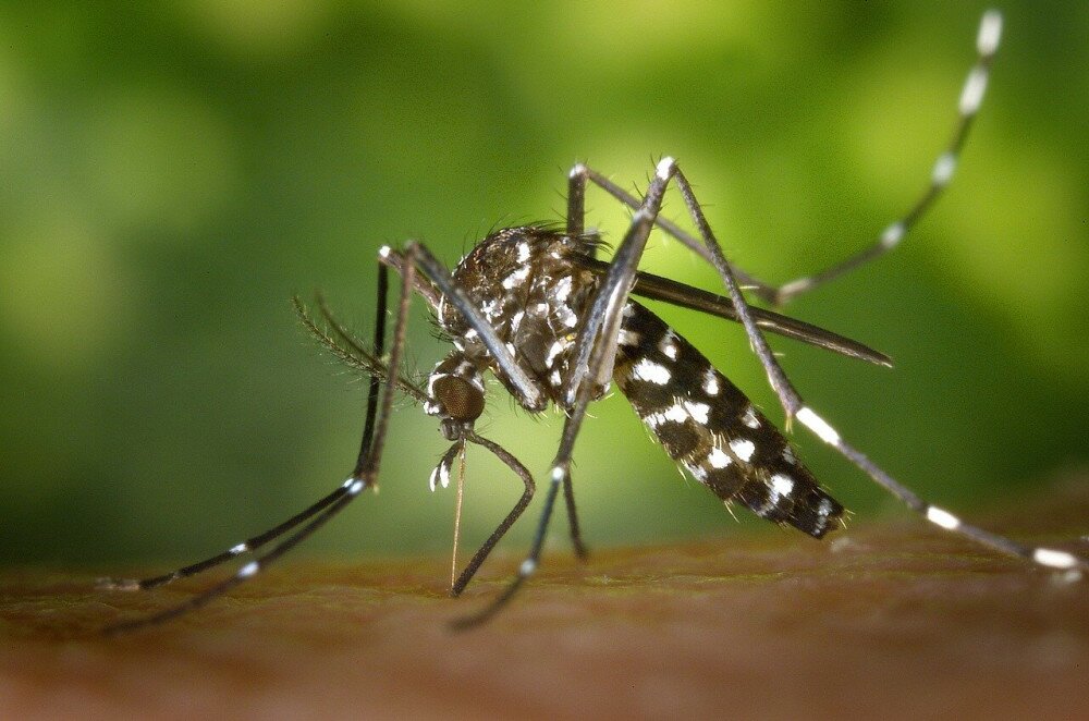 5.kép_a Dengue és a Zika vírust terjesztő Aedes szúnyog